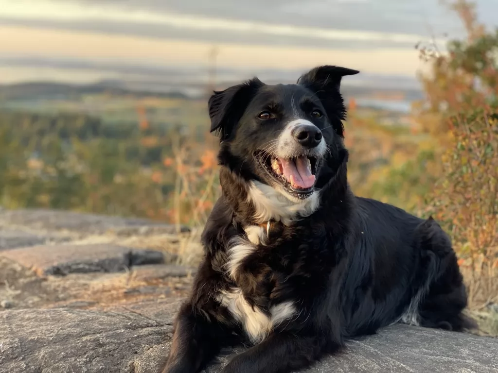 About the Sharkz Team - Kenzie the part-time office dog